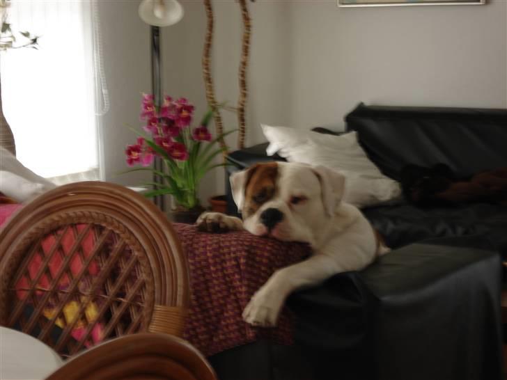 Amerikansk bulldog Ludwig  - Jeg EELLSSKKER altså at hænge i sofaen......... billede 1