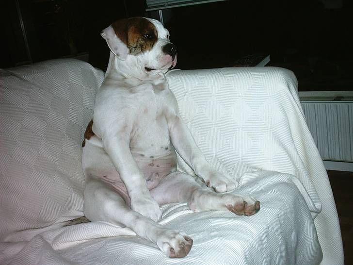 Amerikansk bulldog Ludwig  - Der er mange måder at sidde i en sofa på..... når man er hund :0/ billede 2