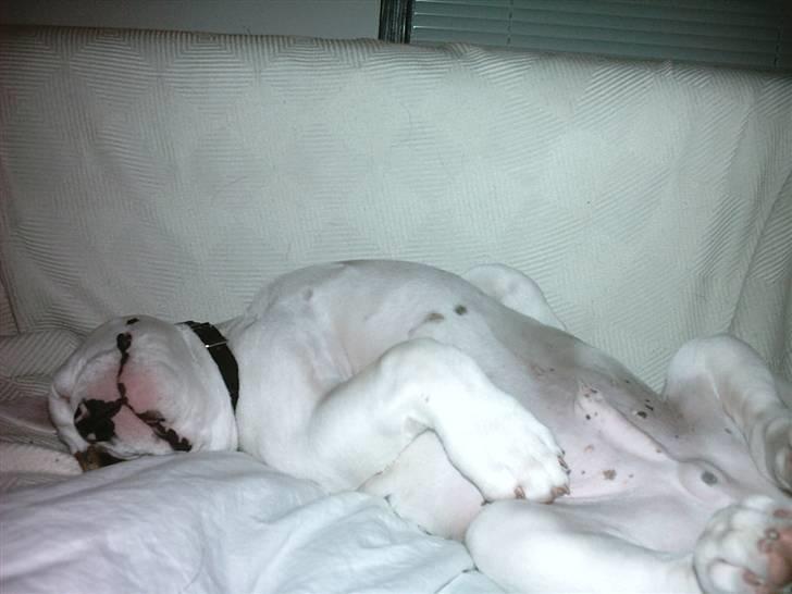 Amerikansk bulldog Ludwig  - ZZZZZZZZZZ..... billede 3