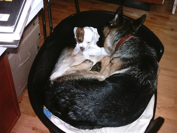 Amerikansk bulldog Ludwig  - Storebror Jerry sætter mig kærligt, men bestemt, på plads. billede 5