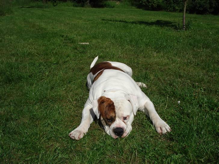 Amerikansk bulldog Ludwig  - tæller du til 10, så kommer jeg..... måske.. billede 6