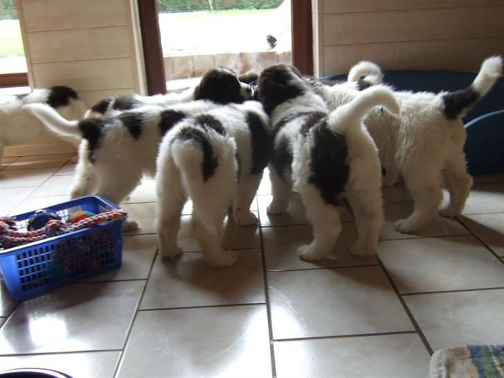 Landseer Ludwig *R.I.P.* - Den 27.06.07 billede 10