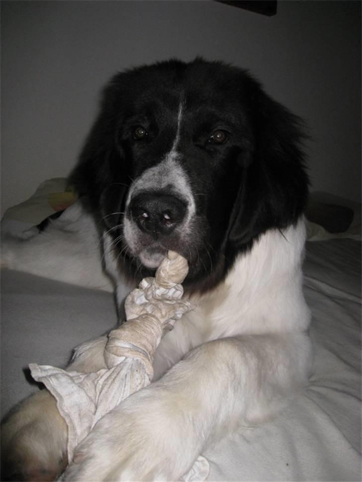 Landseer Ludwig *R.I.P.* - Hva?! billede 11