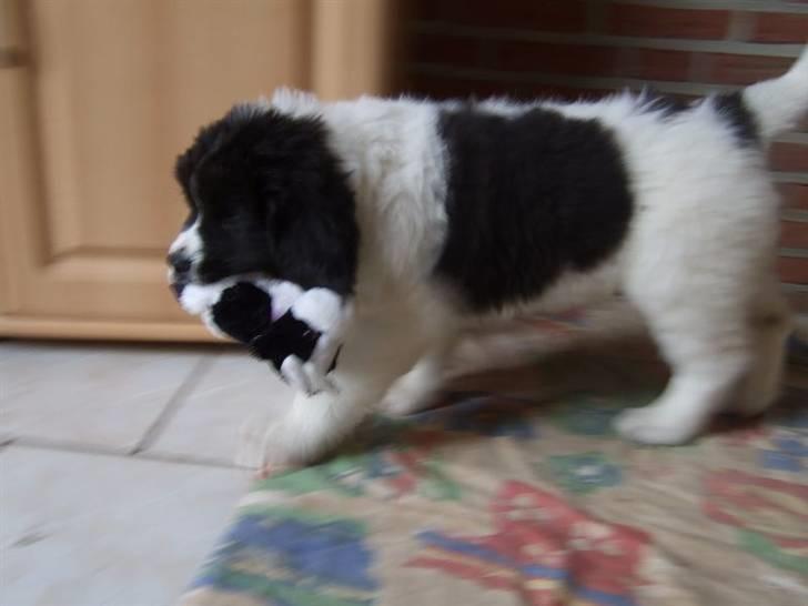 Landseer Ludwig *R.I.P.* - Ludwig og hans lille ko billede 12