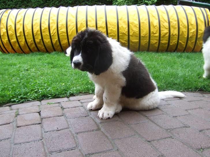 Landseer Ludwig *R.I.P.* - Ja så sidder jeg her og venter billede 13