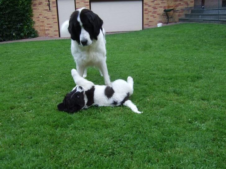 Landseer Ludwig *R.I.P.* - Ludwig leger med hans mor Gianna billede 14