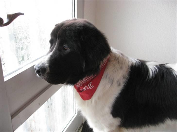 Landseer Ludwig *R.I.P.* - Ludwig ca. 11 mdr. billede 15