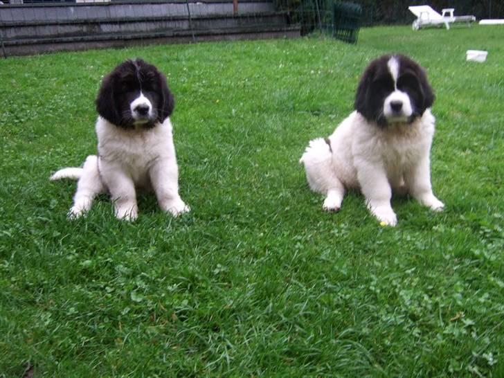 Landseer Ludwig *R.I.P.* - Ludwig og hans søster Kessy billede 16