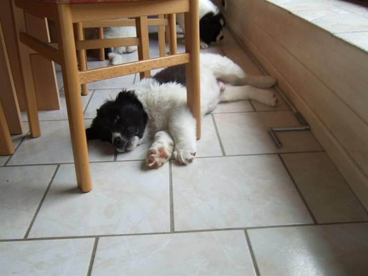 Landseer Ludwig *R.I.P.* - Ludwig slapper af billede 17