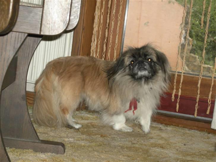 Pekingeser Sille billede 8