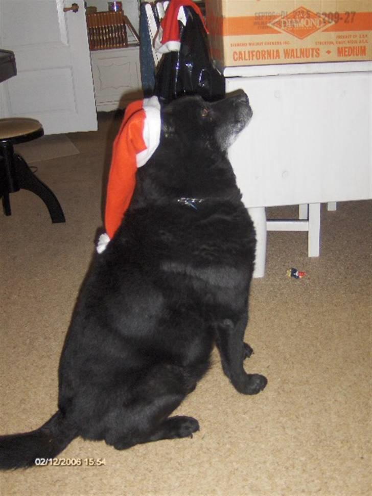 Sort spids Blackie (død) :'( billede 1