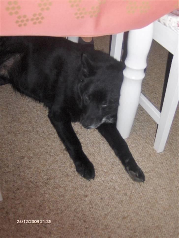 Sort spids Blackie (død) :'( billede 2