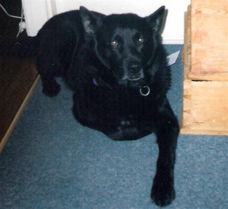 Sort spids Blackie (død) :'( billede 3