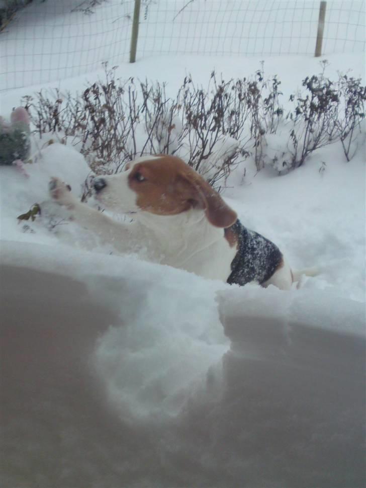 Beagle salus plet - plet prøver og få fat i bamsen ;D billede 1
