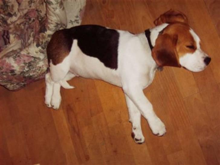 Beagle salus plet - træt lille hvalp billede 2