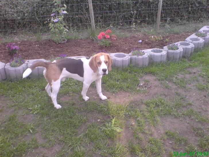 Beagle salus plet - ude i haven d; billede 3