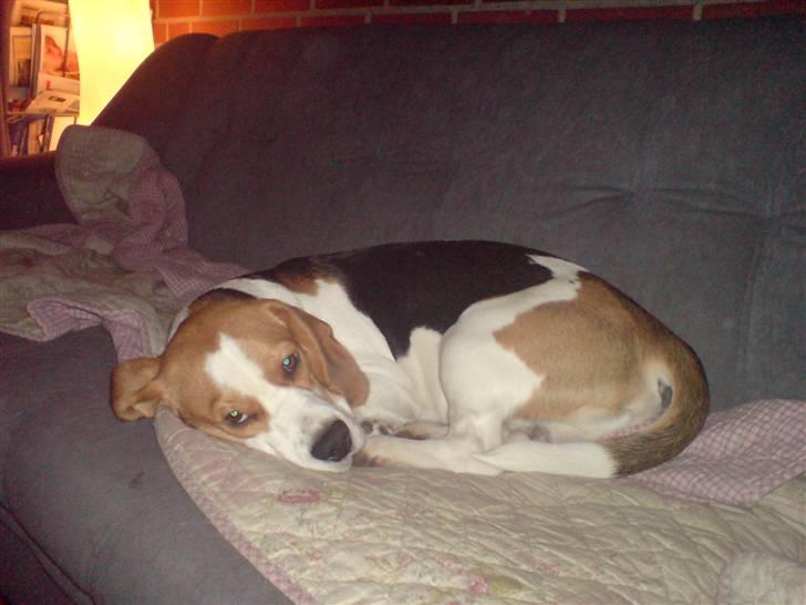 Beagle salus plet - trætte hund d; billede 4