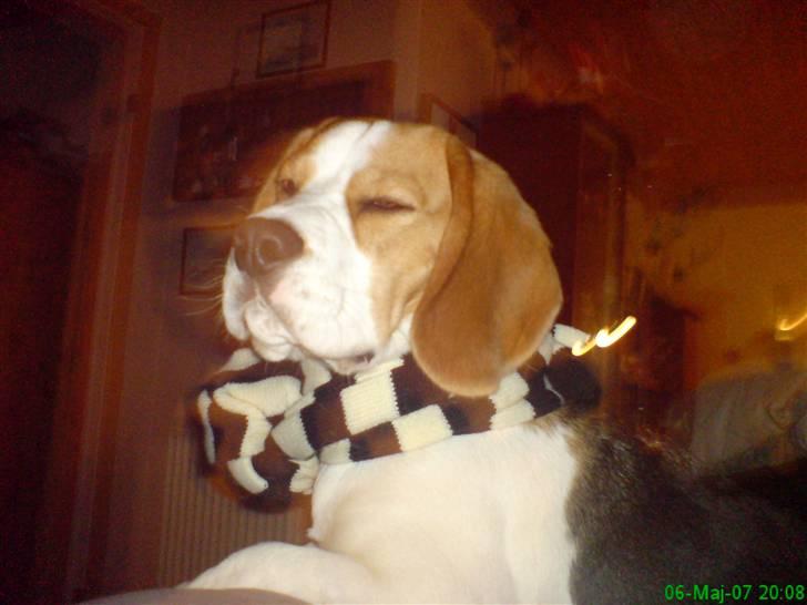 Beagle salus plet - lidt snob har man vel lov til og være (; billede 5