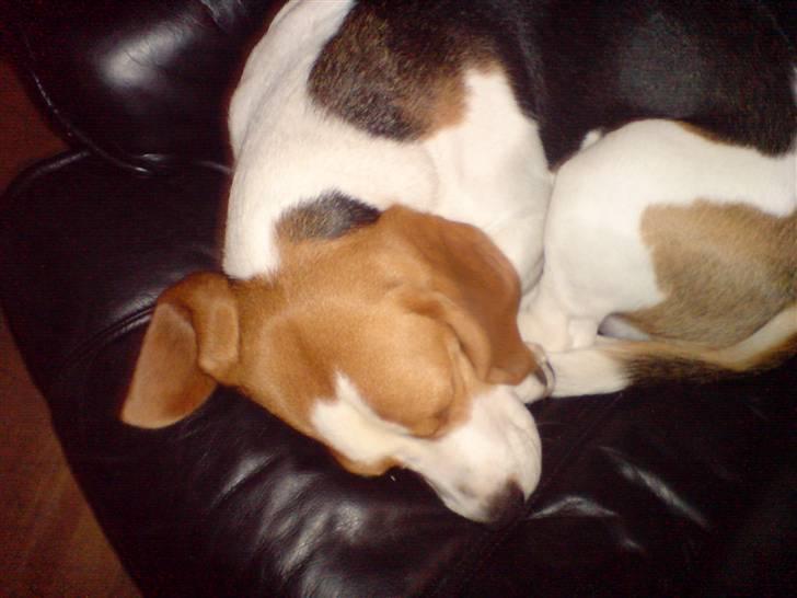 Beagle salus plet - han yndlings ting d; nemlig og sove (; billede 6