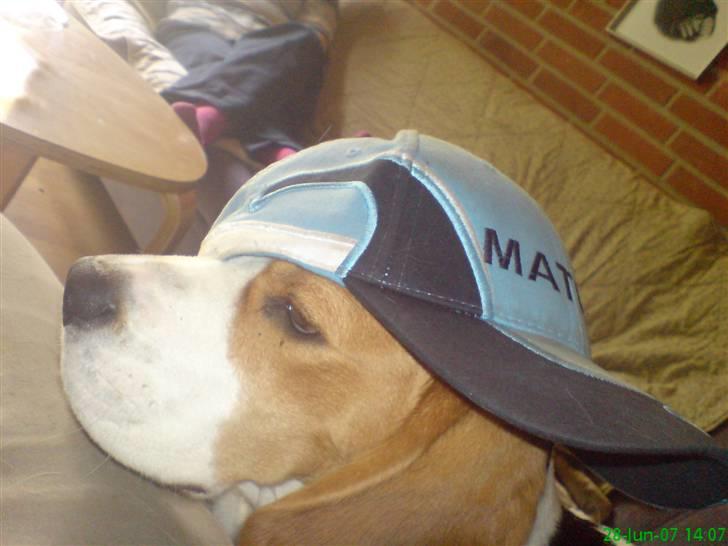 Beagle salus plet -  lidt sej har man jo lov til og være d; billede 7