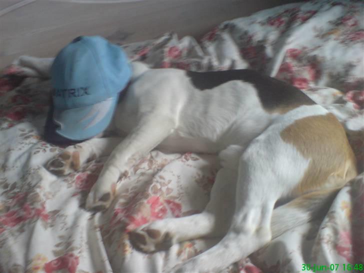 Beagle salus plet - ... billede 8