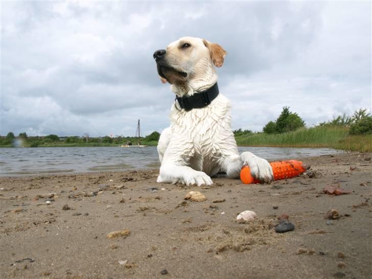 Blanding af racer Siku - Det er mig der er kongen.. billede 17