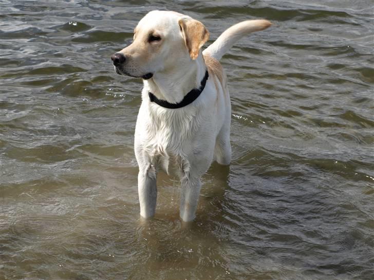 Blanding af racer Siku - Et stk lækker hanhund venter bare på mor kaster noget jeg kan hente.. man er vel retriever.. billede 18