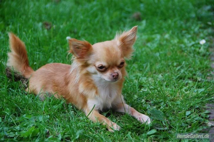 Chihuahua *Annabell <3* billede 5