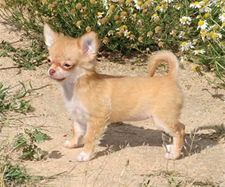 Chihuahua *Annabell <3* - Lillemusen er nu 13 uger. billede 6