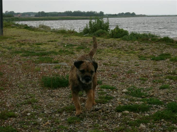 Border terrier Lutra's Dream Skipper - Skipper ved havet! Av av Sten  billede 5