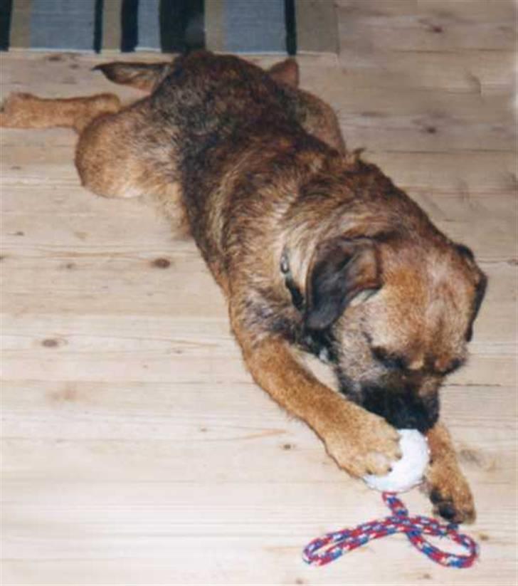 Border terrier Lutra's Dream Skipper - Hans ynglings bold. billede 6