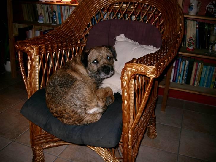 Border terrier Lutra's Dream Skipper - Gaab jeg er træt  billede 7