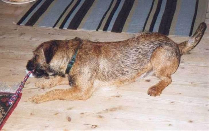 Border terrier Lutra's Dream Skipper - Nam Nam den smager godt !" billede 8