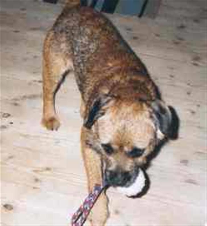 Border terrier Lutra's Dream Skipper - Min blod billede 10