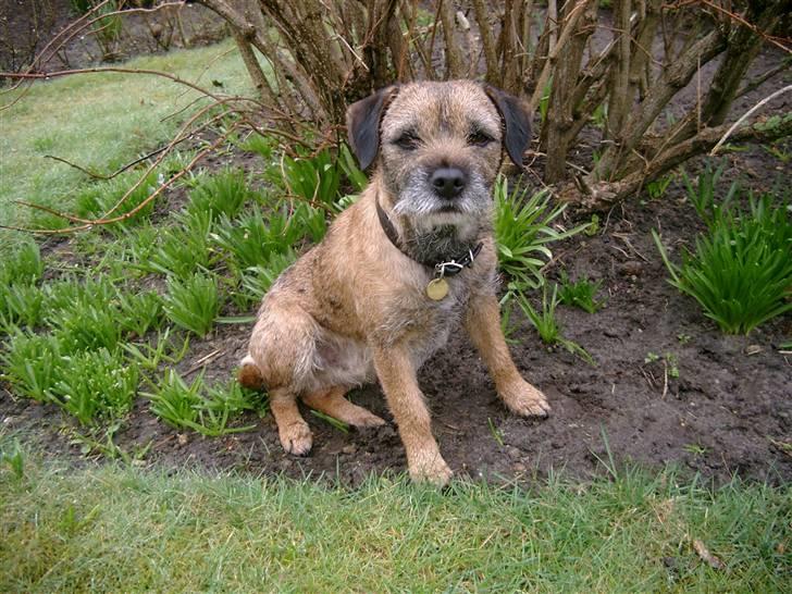 Border terrier Lutra's Dream Skipper - Hund i haven billede 11