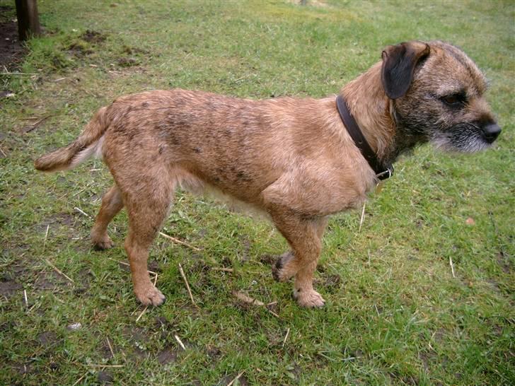 Border terrier Lutra's Dream Skipper - Skipper der har fået øje på noget. ->  billede 12