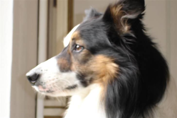 Border collie Darwin billede 3