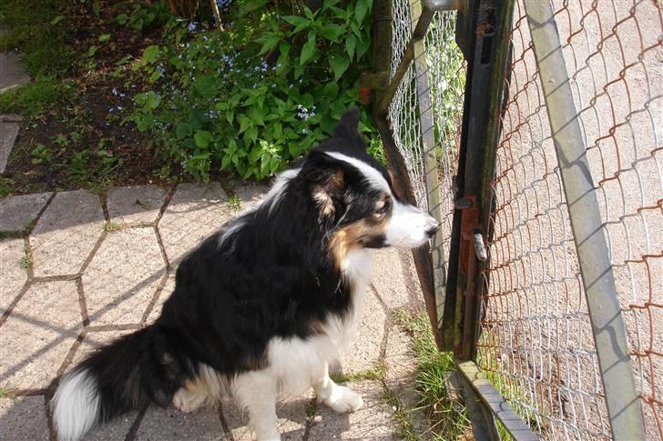 Border collie Darwin billede 4