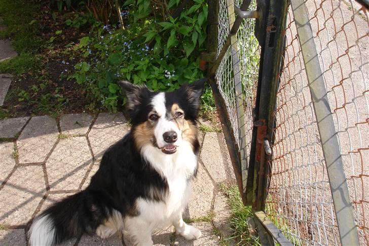 Border collie Darwin billede 5