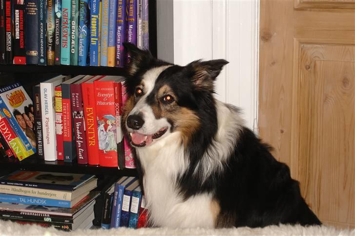 Border collie Darwin billede 6