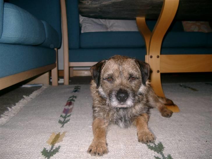 Border terrier Lutra's Dream Skipper - Er jeg ikke fin? billede 13