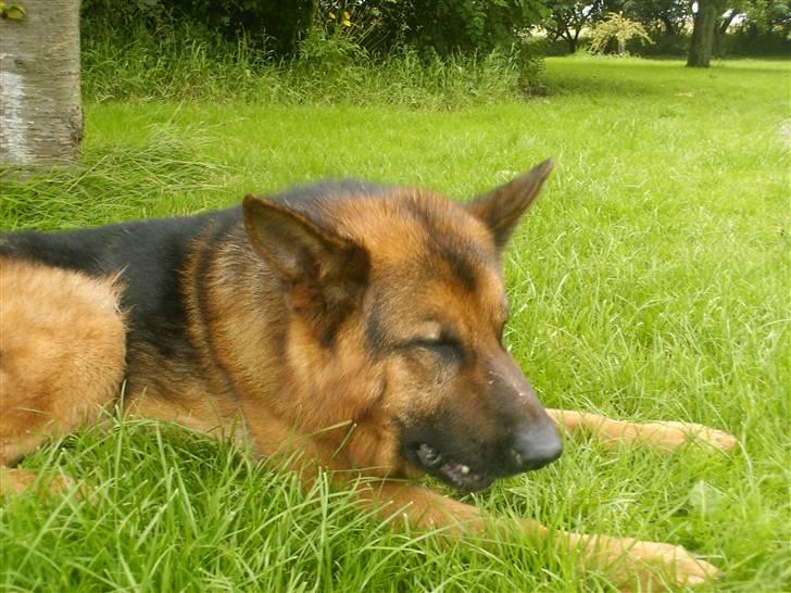 Schæferhund lillebo champ  R.I.P billede 7