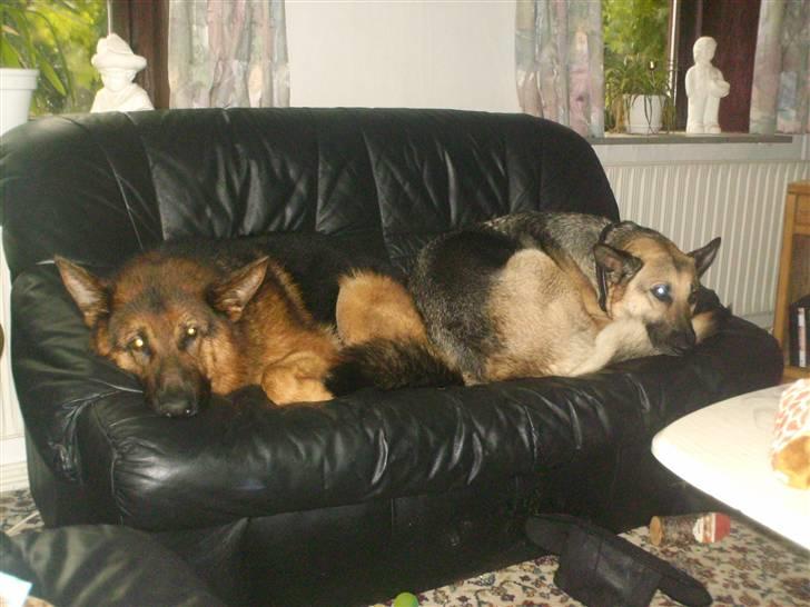 Schæferhund lillebo champ  R.I.P billede 8