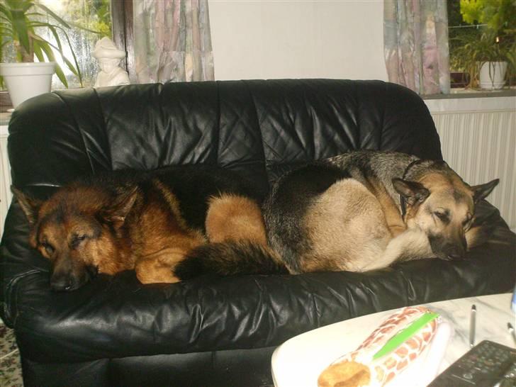 Schæferhund lillebo champ  R.I.P billede 9