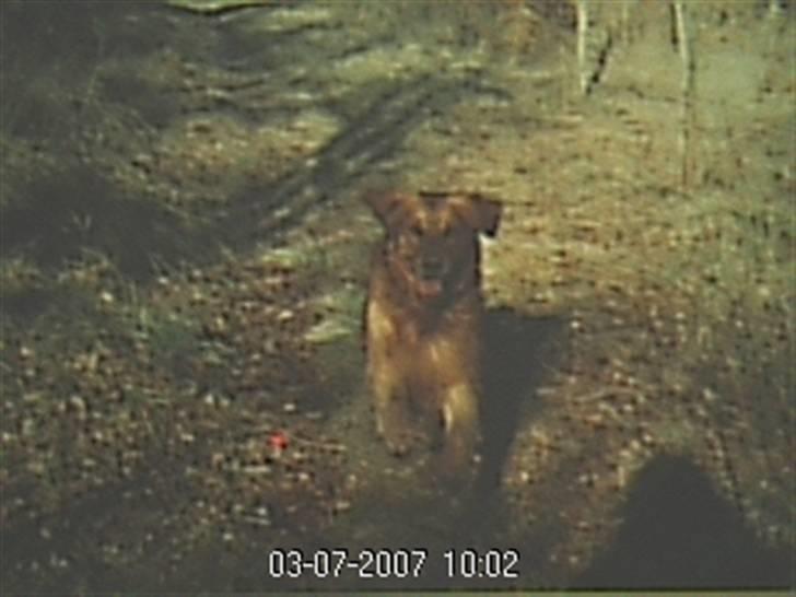 Golden retriever Vuffi - desvære utydligt.. !  taget med webcam...  billede 19