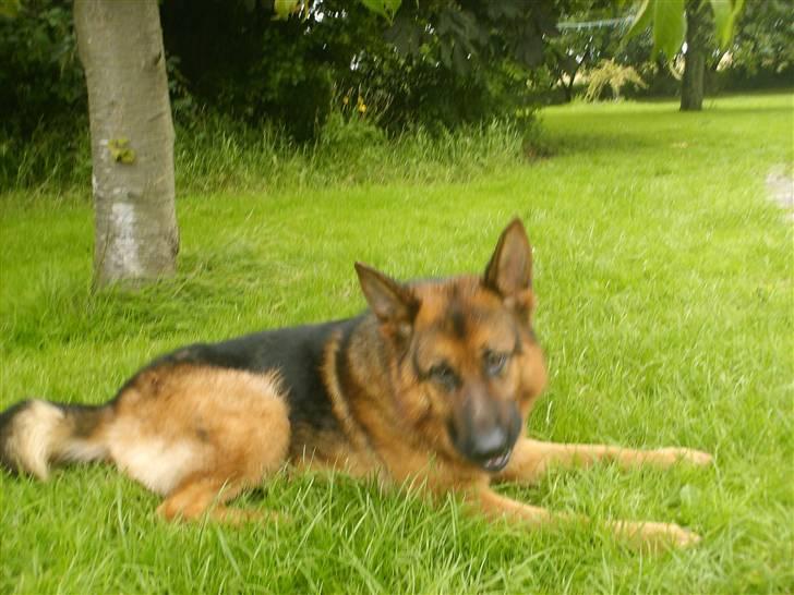Schæferhund lillebo champ  R.I.P billede 10