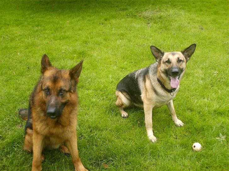 Schæferhund lillebo champ  R.I.P - Sikke en forskel på de to hunde (:  billede 11