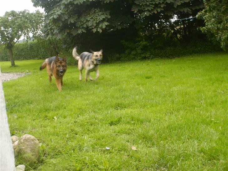 Schæferhund lillebo champ  R.I.P - Hvem kommer først når sulten er størst :P billede 12