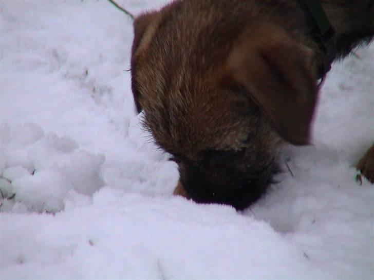 Border terrier Lutra's Dream Skipper - Lille Skipper som hvalp.. <3 billede 14