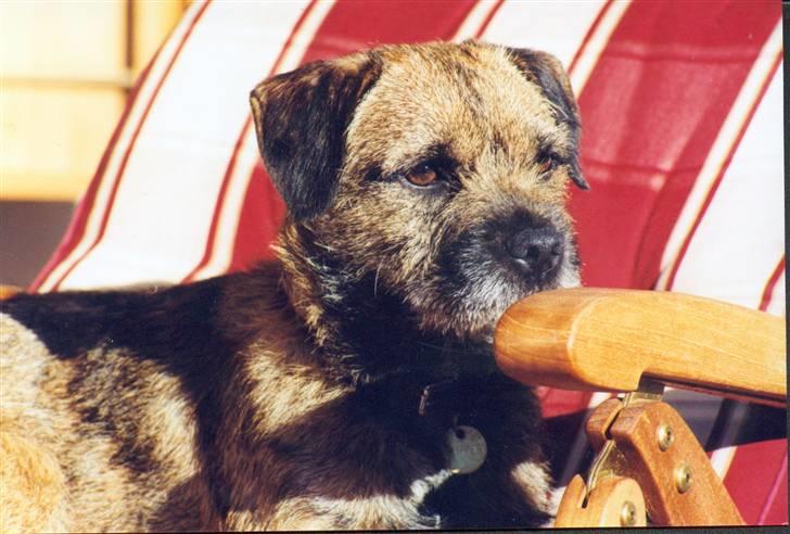 Border terrier Lutra's Dream Skipper - Arrh det er dejligt med sol ! billede 15